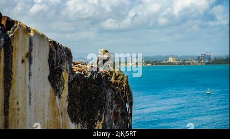 Nahaufnahme eines grünen Leguans, der auf einem Felsen steht und das Meer im Hintergrund hat Stockfoto