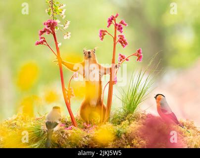 Rotes Eichhörnchen steht zwischen den Bergenia-Blüten Stockfoto