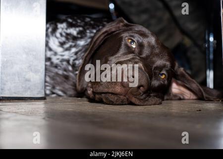 Porträt des deutschen braco, der auf dem Boden schläft Stockfoto