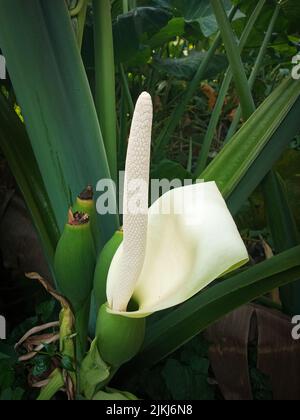 Eine vertikale Nahaufnahme einer blühenden weißen Taroblume Stockfoto