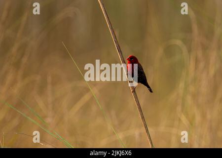 Ein selektiver Fokus einer Roten Avadavat (rote Munia), die auf einem Strohhalm thront Stockfoto