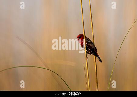 Ein selektiver Fokus einer Roten Avadavat (rote Munia), die auf einem Strohhalm thront Stockfoto