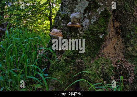 Nahaufnahme eines Hufpilzes, der auf einer Rinde eines mit grünem Moos bedeckten Baumes in einem Wald in der Slowakei wächst Stockfoto