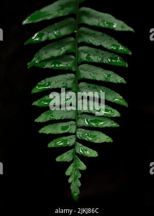 Eine vertikale Aufnahme von Wassertropfen mit Tau oder Regen auf einem Farnblatt, das auf schwarzem Hintergrund isoliert ist Stockfoto