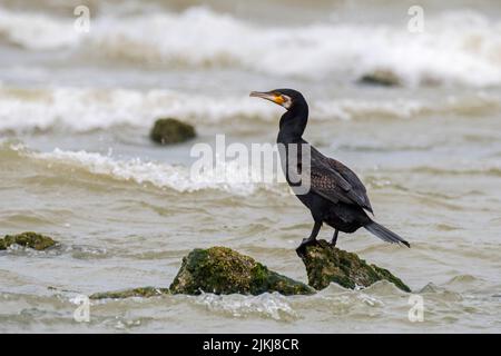 Großer Kormoran (Phalacrocorax carbo), der im Sommer auf Felsbrocken entlang der Nordseeküste ruht Stockfoto