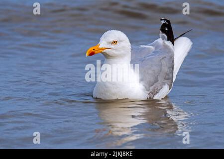 Im Sommer schwimmt die Europäische Heringsmöwe (Larus argentatus) an der Nordseeküste Stockfoto