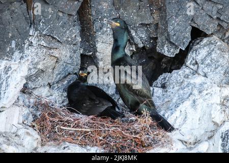 Eine Nahaufnahme von europäischen Dschungelvögeln, die am Nest in Island sitzen und den schwarzen Felsen im Hintergrund Stockfoto