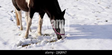 Eine wunderschöne Aufnahme eines schwarz-weißen Pferdes, das an einem sonnigen Wintertag auf einer verschneiten Weide nach Futter sucht Stockfoto