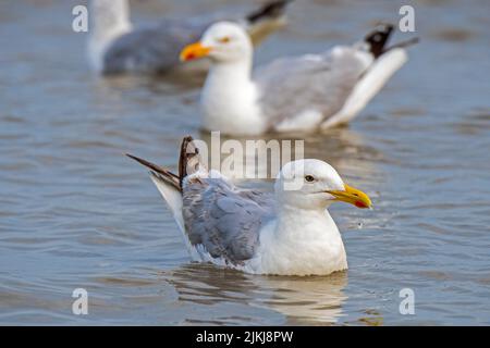 Europäische Heringsmöwen (Larus argentatus) schwimmen im Sommer an der Nordseeküste Stockfoto