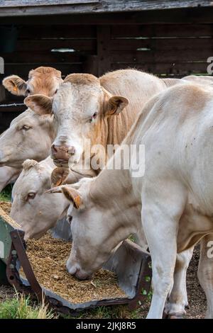 Herde von weißen Charolais-Kühen, französische Rasse von Taurinrinrinrindern, Essen Futter / Futter aus Trog / Krippe auf dem Feld Stockfoto