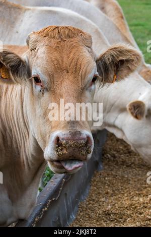 Herde von weißen Charolais-Kühen, französische Rasse von Taurinrinrinrindern, Essen Futter / Futter aus Trog / Krippe auf dem Feld Stockfoto