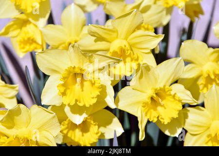 Eine Nahaufnahme von wilden Narzissen, die im Garten in hellem Sonnenlicht blühen Stockfoto
