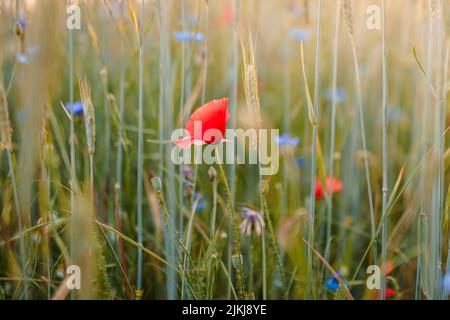 Eine flache Aufnahme eines roten Mohns, der an einem sonnigen Tag mit unscharfem Hintergrund auf dem Feld blüht Stockfoto