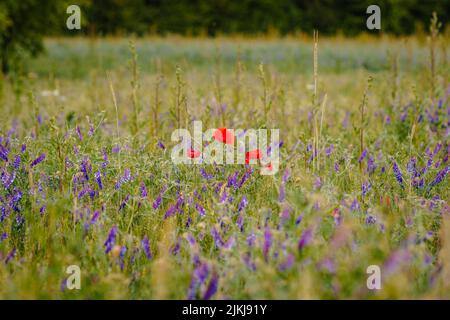 Eine wunderschöne Aussicht auf rote Mohnblumen und Lavendel, die an einem sonnigen Tag mit verschwommenem Hintergrund auf dem Feld wachsen Stockfoto