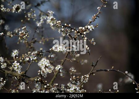 Ein flacher Fokus von einer Hummel, die an einem sonnigen Tag mit unscharfem Hintergrund Nektar aus Schlehdornblüten im Garten sammelt Stockfoto