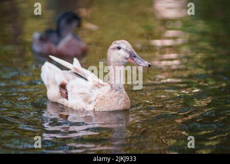 Eine flache Aufnahme einer Indian Runner-Ente, die tagsüber in ruhigem Wasser schwimmt, mit verschwommenem Hintergrund Stockfoto