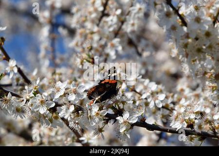 Eine flache Aufnahme eines schönen roten Admiralschmetterlings, der Pollen von Schlehdornblüten in hellem Sonnenlicht mit verschwommenem Hintergrund sammelt Stockfoto