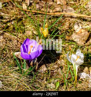 Eine Nahaufnahme von lila und weißen Herbstrokus-Blüten, die unter dem hellen Sonnenlicht blühen Stockfoto