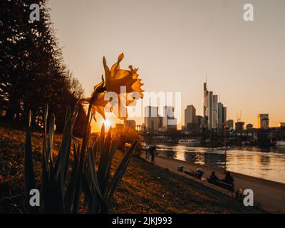 Eine Nahaufnahme von wilden Narzissen, die bei Sonnenuntergang im Park am Fluss wachsen, vor dem Stadtbild und dem Abendhimmel im Hintergrund Stockfoto