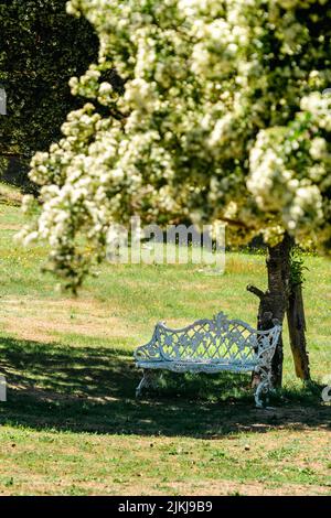 Eine vertikale Aufnahme einer weißen Vintage-Metallbank unter einem Baum mit Blumen an einem sonnigen Tag Stockfoto