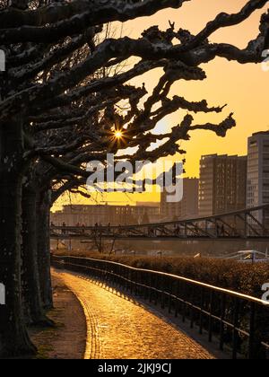 Eine wunderschöne Aufnahme eines Spaziergangs mit großen, blattlosen Bäumen im Park gegen den Abendhimmel bei Sonnenuntergang Stockfoto