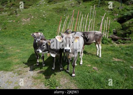 Freiland-Kühe, Bergdorf Vens, Alpen, Vens, Tirol, Österreich Stockfoto