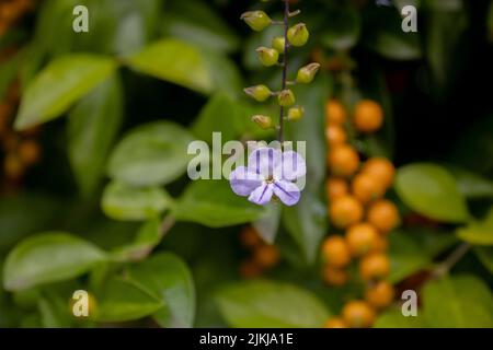 Eine Nahaufnahme eines chinesischen Magnolien-Weinbaums (Schisandra chinensis) mit blühendem Zweig Stockfoto