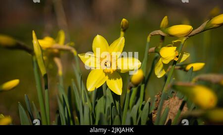 Eine selektive Fokusaufnahme von blühenden Narzissen auf einer Wiese Stockfoto