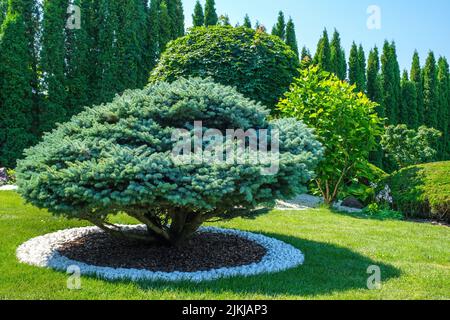 Wunderschön getrimmter Baum auf dem Rasen im Hof Stockfoto