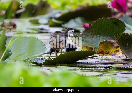 Eine seichte Fokusaufnahme eines weißreihigen Wasserhuhns im Teich Stockfoto