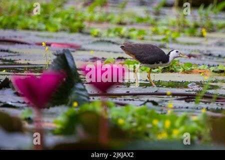 Eine seichte Fokusaufnahme eines weißreihigen Wasserhuhns im Teich Stockfoto