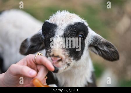 Ein süßes Lamm, das von einem Bauern von Hand gefüttert wird Stockfoto