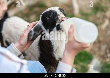 Ein süßes Lamm, das von einem Bauern von Hand gefüttert wird Stockfoto