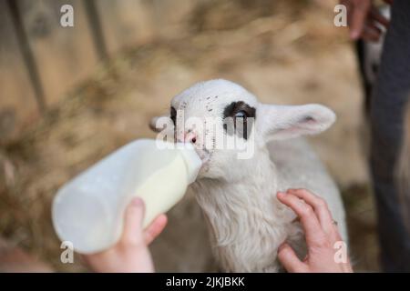 Ein süßes Lamm, das von einem Bauern von Hand gefüttert wird Stockfoto