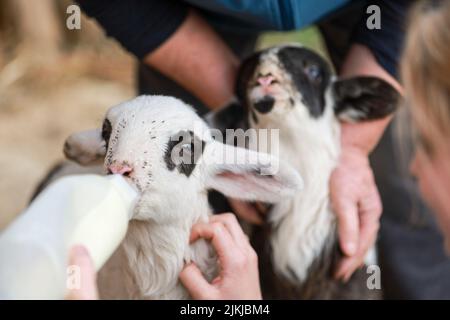 Ein süßes Lamm, das von einem Bauern von Hand gefüttert wird Stockfoto