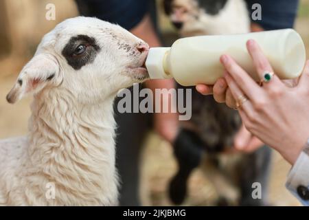 Ein süßes Lamm, das von einem Bauern von Hand gefüttert wird Stockfoto
