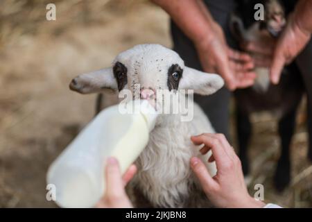 Ein süßes Lamm, das von einem Bauern von Hand gefüttert wird Stockfoto