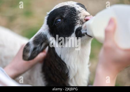 Ein süßes Lamm, das von einem Bauern von Hand gefüttert wird Stockfoto