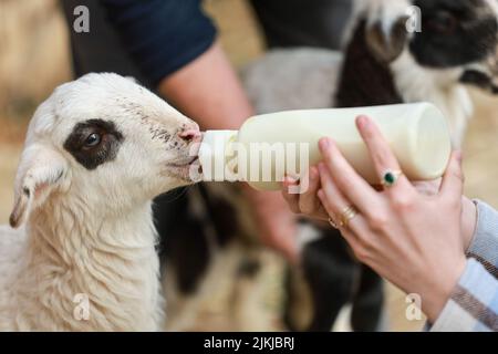 Ein süßes Lamm, das von einem Bauern von Hand gefüttert wird Stockfoto