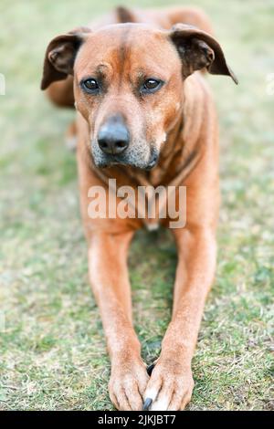 Ein Porträt eines entzückenden Rhodesian ridgeback, der auf dem grünen Gras liegt Stockfoto