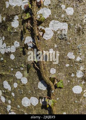 Eine vertikale Nahaufnahme eines Efeuzweiges, der auf einem Baumstamm wächst. Stockfoto