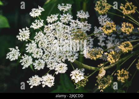 Eine Nahaufnahme von Hemlockpflanzen, die im Garten wachsen Stockfoto