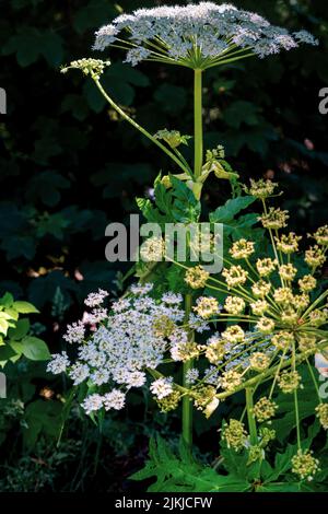 Eine vertikale Aufnahme von Hemlockpflanzen, die im Garten wachsen Stockfoto