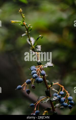 Eine vertikale Aufnahme von reifen Blaubeeren auf einem Busch vor verschwommenem Hintergrund Stockfoto