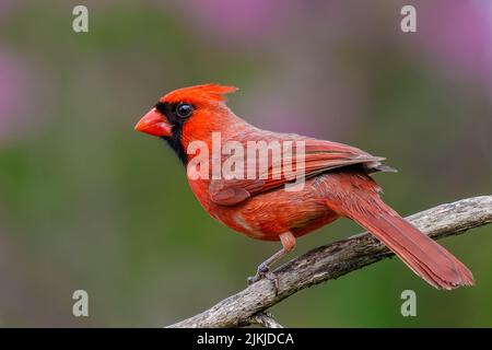 Eine Nahaufnahme eines männlichen nördlichen Kardinals, der auf dem Zweig thront. Cardinalis cardinalis. Stockfoto