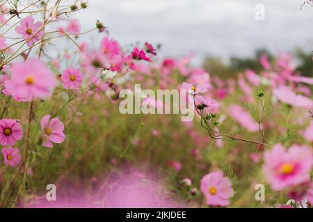 Wildblumenfeld von Pink Cosmos blüht auf einer Farm mit einheimischen Gräsern und einem bewölkten Himmel in Charlottesville, Virginia, USA Stockfoto