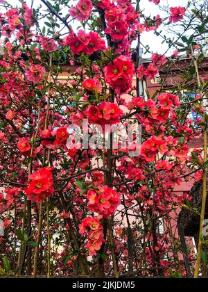 Eine vertikale Aufnahme von rot blühender Quitte, die im Garten blüht Stockfoto