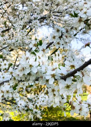 Ein vertikaler selektiver Fokus der weißen Kirschblüten auf den Ästen Stockfoto