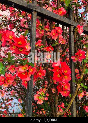 Eine vertikale Aufnahme von leuchtend rosa chaenomeles japonica Blumen, die in der Nähe des schwarzen Zauns blühen Stockfoto