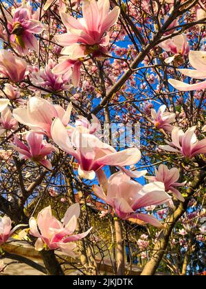 Eine vertikale Aufnahme von rosa Magnolienblüten, die auf den Ästen im Garten blühen Stockfoto